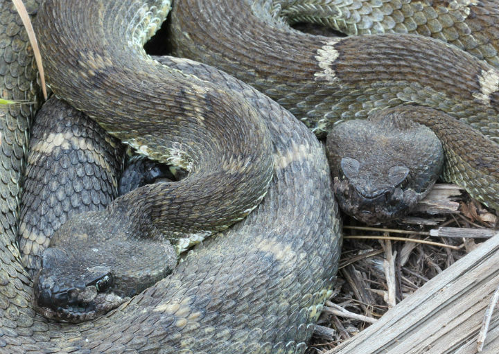 Northern Pacific Rattlesnake